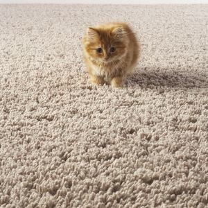 Как избавиться от запаха кошачьей мочи на ковре, обуви, диване, одежде, деревянном полу и других местах в доме