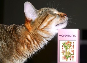 Почему коты так любят валерьянку