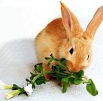 Чем кормить кролика