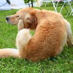 Лечение демодекоза у собак