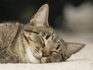 Интересные факты о сне кошки