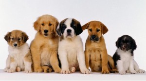 Породы собак средних размеров - фото и названия