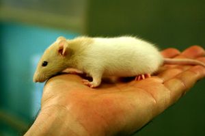 Продолжительность жизни декоративной крысы 2-4 года
