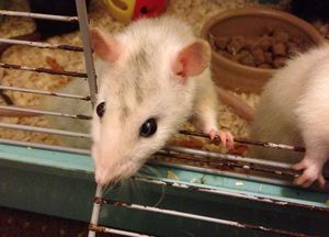 Уход за домашними декоративными крысами