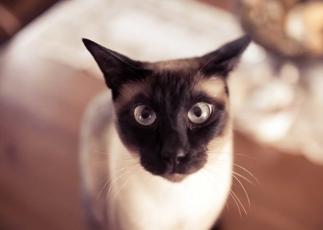 сиамская кошка характер и поведение отзывы