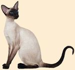 Сиамская порода кошек