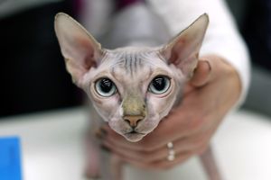 Кошка-сфинкс у врача
