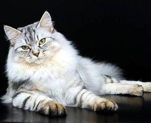 Окрасы сибирских кошек