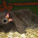 Вислоухий карликовый крольчонок