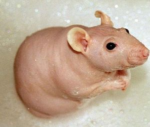 Гигиена лысой крысы