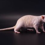Лысая домашняя крыса фото