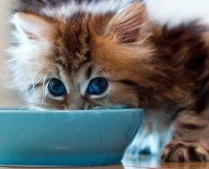 Каким кормом лучше кормить кошку
