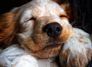 Видеть во сне собаку
