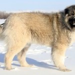 Снежный кавказский волкодав картинка