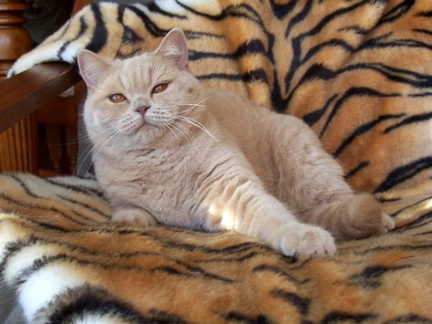 Фото кремового кота породы британец