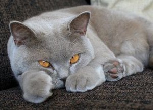 Текут глазки у британского котенка