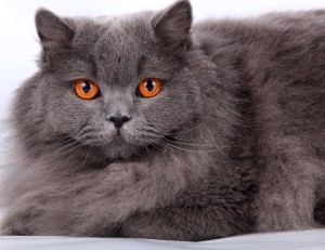 Порода кошек британцы с персами thumbnail
