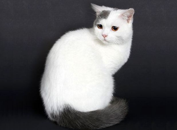 Британский котенок голубой ван