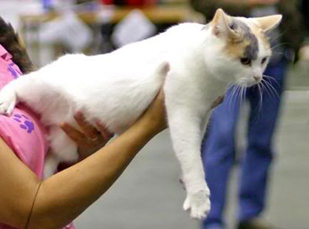 Британский кот голубокремовый ван