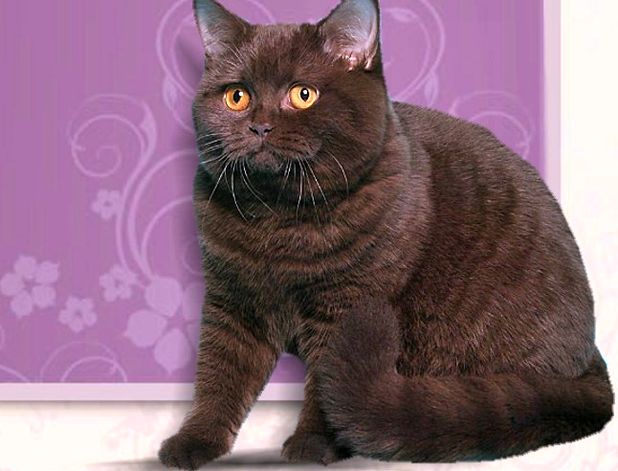 Фото британской кошки шоколадного окраса