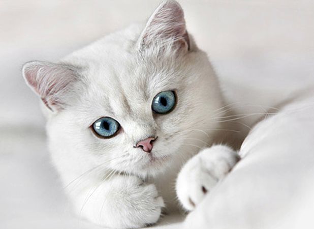 Белый британский котенок с голубыми глазами 