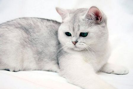 Интересная история возникновения породы британской короткошерстной кошки в других странах