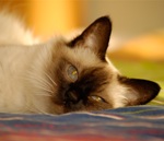 Балинезийский кот фото