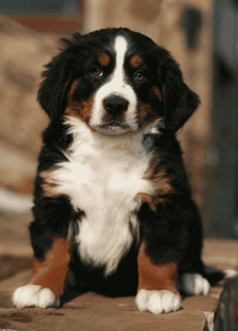 Бернский зенненхунд: описание породы собак, характер, фото щенков, видео