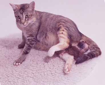 Как помочь кошке при родах?