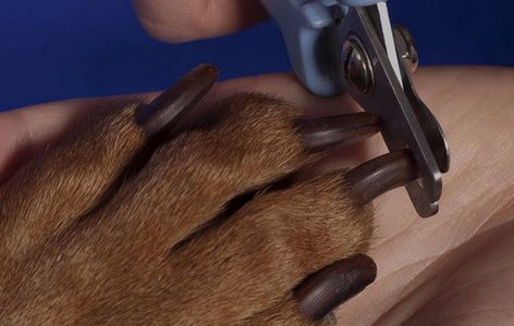 Как правильно стричь когти собаке в домашних условиях?