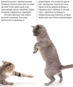 Кошки: 5 секретов языка телодвижений