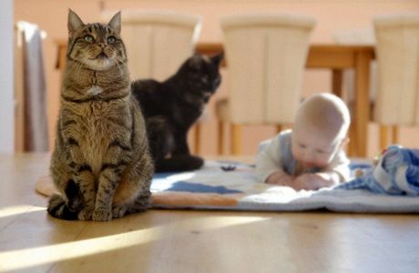 Как выбрать кошку в семью с детьми: полезные советы